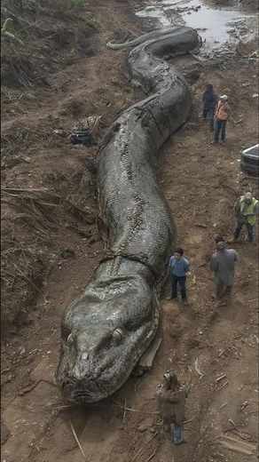 Giant 100 Foot Python Found in Amazon! Shocking Footage