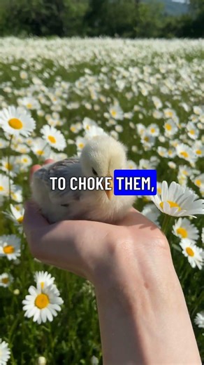 Your Hand Betrays You: The Bizarre Truth of Alien Hand Syndrome