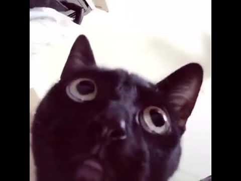 fetch me their souls cat meme