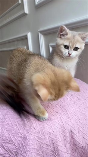 Coucou nous sommes disponibles pour l'adoption pour plus d'informations veuillez m'envoyer un message en privé #frpourtoi #chatonbritishlilac #francetiktok🇫🇷 #francetiktok #chaton