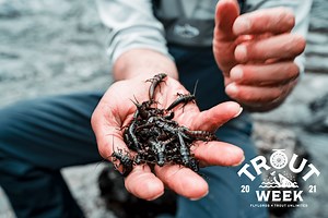 Beginners Guide to Aquatic Bug Life & How to Match the Hatch - Flylords Mag