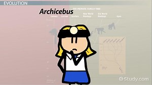 Primates | Characteristics, Types & Examples