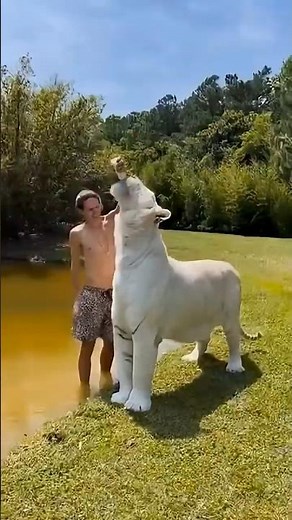 How to Survive a Tiger Attack | Survival Trickv😱 #shorts #trending #wildlife