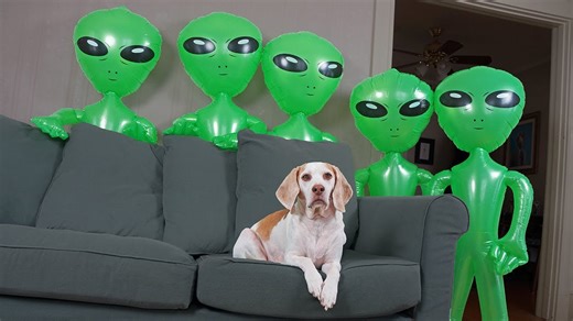 Dog Calm During Alien Invasion Prank Again