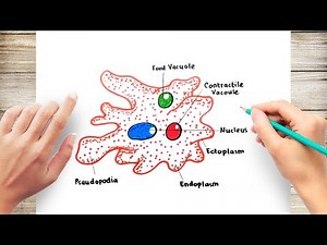 How To Draw Amoeba