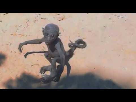 Top 10 Strange Beings Accidentally Captured on Video