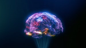 Wireframe 3d Animation Human Brain Rotating Stock Footage Video (100% Royalty-free) 1053758105 | Shutterstock