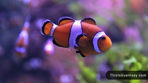 How Often To Feed Clownfish? Clownfish Care Guide