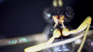Why This Wasp Looks Terrifying at the Microscopic Scale