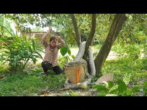 👉 🔥 72 Hours of Terror 😱 Giant Python Drops from Ancient Tree While Girl Harvests Bamboo Shoots!