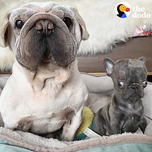 Cutest little alien gets a weirdly adorable puppy sister 😍 | The Dodo