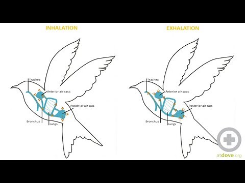 Avian Anatomy Basics