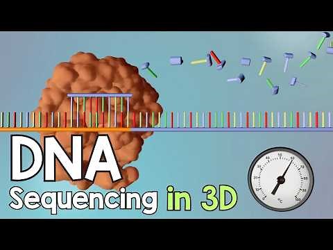 DNA Sequencing - 3D