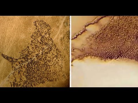 NASA’s Space Probe Spotted Huge Herds of Extraterrestrial Animals on Mars