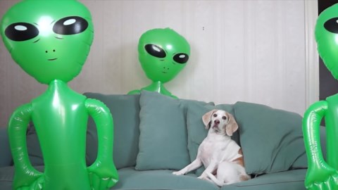 Dog’s Unimpressed Reaction to Alien Invasion Is Hilarious