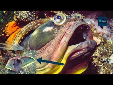This Aggressive, Alien-Looking Fish Fights With A Jaw-Dropping Trick