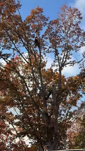 Taking this tree out the smart way- over the house, not through it 😆 | Python Tree Service