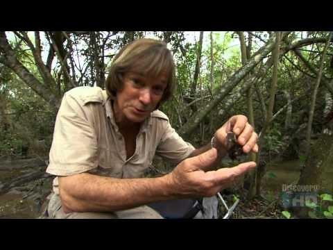 Austin Stevens - Giant Python Invader Part - 4