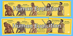 Human Evolution Timeline