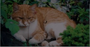 [JavaScript ] videoタグの動画読み込み中にローディングアニメーションを表示したい