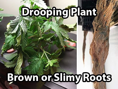 Cannabis Root Rot - How to Identify & Get Rid of It Quickly!