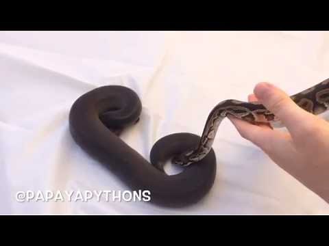 Ball Python Morphs: Black Pastel