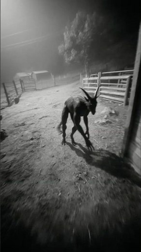 REAL Chupacabra Spotted Attacking Livestock in Mexico