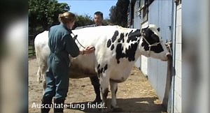 General clinical exam cattle