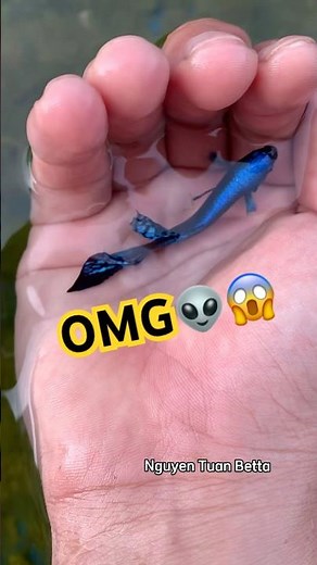 Wild alien blue betta grow👽#betta #bettafishtank