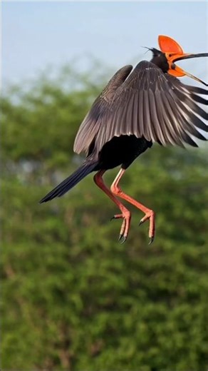 Alien Birds Flying on a Mysterious Alien Planet