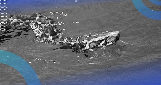 How to Use Float in Python (With Sample Code!) | Built In