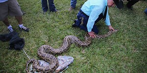 Nearly 300 invasive pythons removed from South Florida during snake hunt