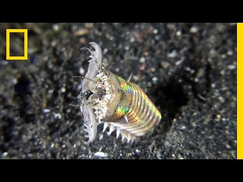 This Creepy Worm Pulls Its Prey Deep Under the Ocean Floor | National Geographic