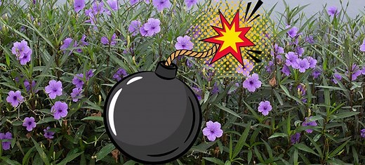 10 Explosive Plants (Ballistic Seed Dispersal Mechanisms)