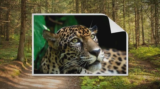 10 Difference Between Python and Anaconda Snakes (With Table) - Animal Differences