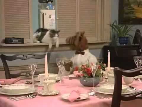 Alf Blasts Through The Kitchen