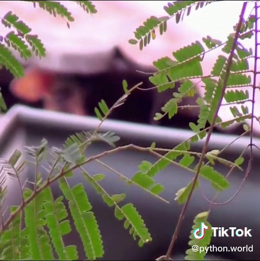 Python hunting rat😱 #wildanimals #python #rat #animals