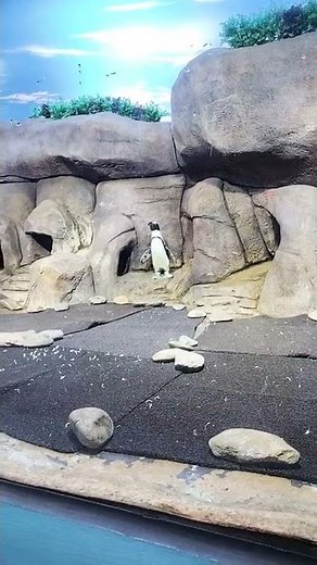 Penguin Encounter.