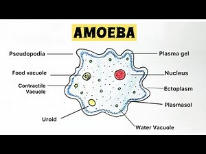 How to draw Amoeba | step by step | tutorial | labelled diagram #drawing #science #biology #amoeba