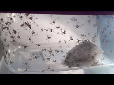 Huntsman Spider Eggs Hatching