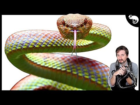 The COMPLETE Phylogeny of Snakes