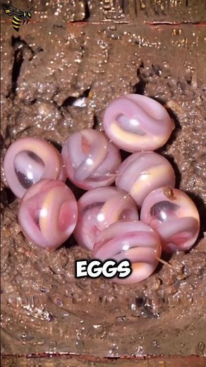 The Creepiest and Eeriest Eggs In The World! #animalfacts #wildlife #facts