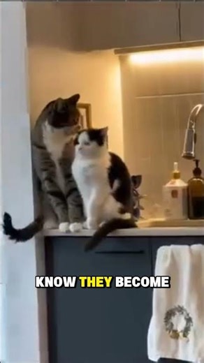 don't teach your cat to master javascript