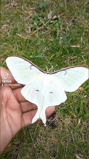Luna Moth
