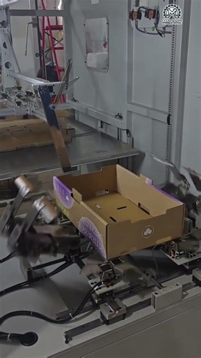 Can This Machine Fold a Perfect Fruit Box in Seconds? No Humans Needed!