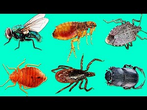 Learn Insects | Learn Names and Sounds of Insects for Kids in English 3