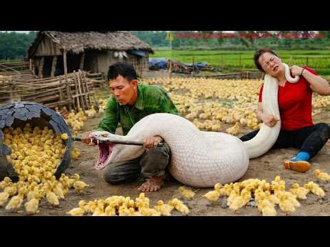 72 Hours of Terror 😱 Giant 20m Albino Python Invades Duck Farm – Deadly Survival Battle!