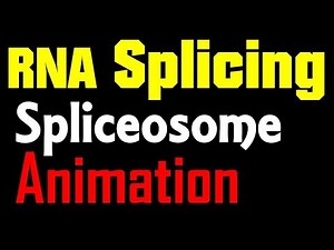 RNA Splicing Animation | spliceosome mediated splicing