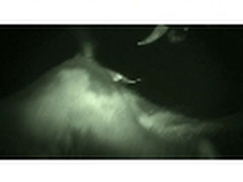 Caught on Camera | National Geographic