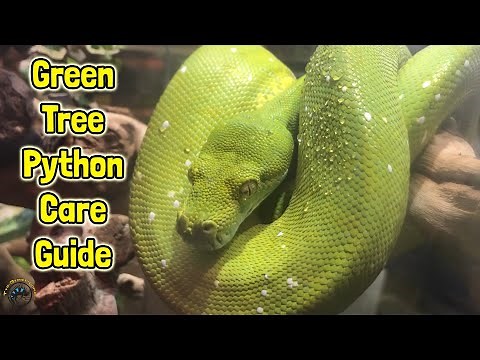 How to Take Care of a Green Tree Python! - A TDI Care Guide! 🐍